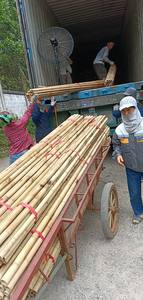 Varas de Bambú Largas de 6m, 10m y 12m para Construcción, Tratamiento Personalizado Antitermitas de Fábrica - Product Image 3