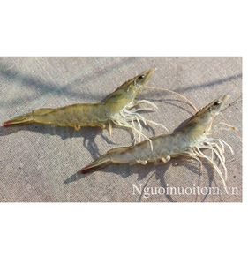 Venta de camarones Vannamei enteros congelados frescos en muchos tamaños/precio más barato en Vietnam, alta calidad/gran cantidad exportada a H - Product Image 3