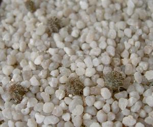 Vente en gros de Graines de coton naturel pour l'agriculture et l'alimentation animale Durée de conservation de 2 ans Meilleur prix garanti! - Product Image 1