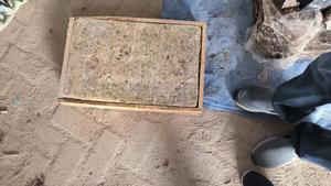 เรซินเบนจามินหมากฝรั่งเบนจามินผลิตภัณฑ์ทางการเกษตร - Product Image 2