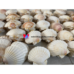 Concha de Vieira Blanca Natural Grande para Decoración del Hogar/ Lima - Product Image 2