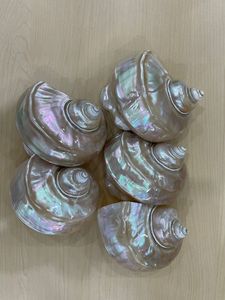 Unique Textured Seashell Vietnam Ocean Craft for DIY Home Decoration and Creative Nautical <b>Ornament</b> Project - Product Image 4