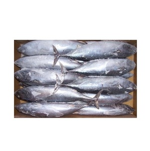 Poisson congelé entier rond de bonite, thon, skipjack - Product Image 2