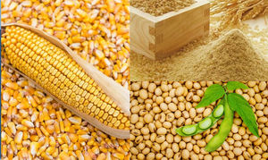 Maíz Amarillo Orgánico Premium Fresco, No Glutinoso, Semillas de Alta Calidad a Granel en Bolsas de 50 kg, Precio Económico - Product Image 2