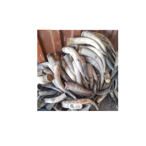 Cuernos Crudos de Vaca al por Mayor, Marca Privada Personalizada, Bolsa de 25 kg, 25 Toneladas, 15 Días, Cuernos Crudos de Búfalo Amarillo - Product Image 4