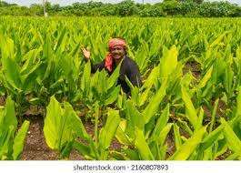 Tranches de curcuma biologique naturel Lakadong - Product Image 2