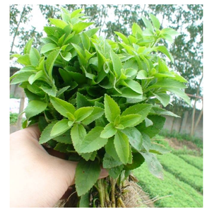 Hoja de Stevia Seca de Vietnam a Granel, Hierba Endulzante, Hoja de Stevia Seca para Bolsitas de Té, Mezcla para Uso Culinario, Sabor Dulce Natural - Product Image 5