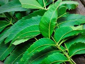 Poudre d'extrait de feuille de neem biologique provenant d'un fabricant indien 100% pure naturelle - Product Image 3