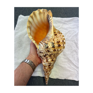 Venta al por Mayor de Conchas de Caracol Trompeta Gigante de Vietnam: Charonis Tritonis - Product Image 1