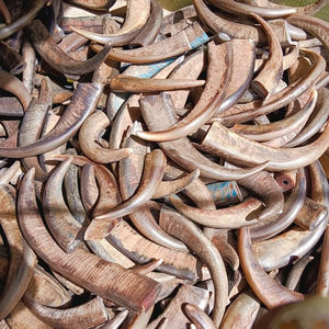 Compra al por Mayor de Puntas de Cuerno de Búfalo y Vaca, Piezas en Blanco para Artesanía Natural de China, Vietnam, Japón, Puntas Redondas Negras y de Colores - Product Image 2