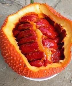 Polvo de pomada de Gac deshidratada de Vietnam, suministro a granel, precio competitivo, polvo de Gac para alimentación, materia prima de polvo de Gac - Product Image 6