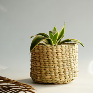 Toptan fiyatlarla, herhangi bir odaya canlı bir dokunuş eklemek için mükemmel iki kırmızı çizgili moonj çim yetiştiricilerinden oluşan dekoratif bir <span class=keywords><strong>set</strong></span>. - Product Image 4