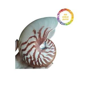 Venta al por mayor de suministros de concha Nautilus con cámara Premium Natural Nautilus para una hermosa decoración y joyería para el hogar - Product Image 6