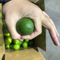 Vietnam Export Standaard Pitloze Citroenen Sappige Zoete Smaak Verpakt Voor Supermarkten Restaurants En Levering Van De Voedingsindustrie