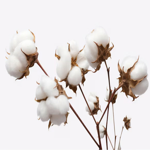 Coton brut 100% biologique de qualité supérieure, écologique, antibactérien, prix compétitif - Product Image 5