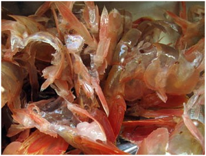 ส่งออกเปลือกกุ้งแห้ง (หัวขาด) | วัตถุดิบไคติน | แบรนด์ vdelta - Product Image 4