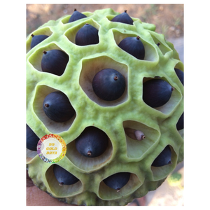 99เมล็ดบัวธรรมชาติแบบเวียดนามข้อมูลทองคำตากแห้งเป็นของว่างของหวานและใช้เป็นอาหาร - Product Image 5