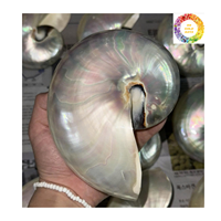 Coquillage de Nautilus chambré exquis pour la décoration artisanale faite à la main d'illustration de coquille d'affichage élégante et accessoires intérieurs