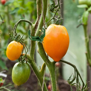 TG71407 Lot de 100 pinces de fixation pour tomates, pousses de haricots, tiges – Accessoire d'outillage de jardin - Product Image 4
