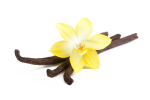 Wholesale 100% Pure Fresh Vanilla Steam Distilled Essential <b>Oil</b> Skin Care & Floral Aroma <b>Diffuser</b> For Daily Use - Product Image 2