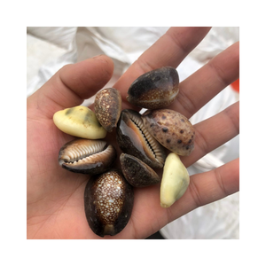 การสร้างสรรค์งานฝีมือจากเปลือกหอยหอยทากโดยออกแบบมาสำหรับผู้ที่ชื่นชอบการตกแต่งบ้านอย่างยั่งยืน - Product Image 3