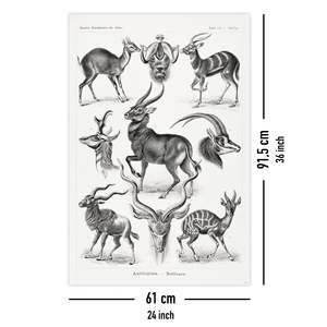 Ernst Haeckel's Antelope <b>Poster</b> Art Forms of Nature Durable Paper Wall Art - Product Image 5