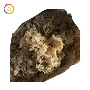 Premium Quality Irish Sea <b>Moss</b> Seasoned <b>Dried</b> Laver Affordably Priced for Bulk Orders and Export Bag Packaging Included - Product Image 3