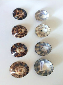 Conchas de limpias pulidas - Limpias pulidas de 0.90 quilates vendidas en lotes de 50 - 100 - 500 unidades - Product Image 5