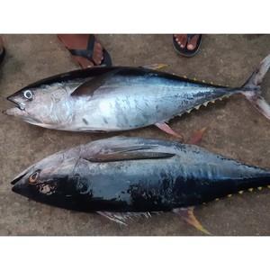 Thon congelé de qualité supérieure, pêché en mer et surgelé pour distribution mondiale - Product Image 1