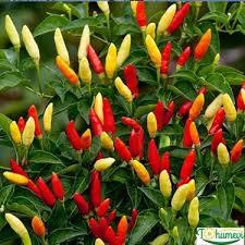 2,000 เมล็ดหายาก Cayenne พริกเมล็ดร้อนเครื่องประดับดองพริกออร์แกนิก Ata ขายปลีกที่ยั่งยืนขายส่ง