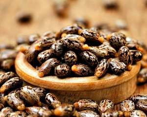 Fournisseur principal d'épices simples de couleur brune en gros de qualité supérieure noyau de ricin brut/graines de ricin pour la fabrication d'huile - Product Image 5