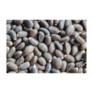 เมล็ด jatropha แบบแห้ง100% เมล็ด jatropha - Product Image 5