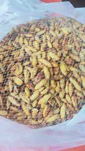 Púas de Gusano de Seda Congeladas de Origen Vietnamita - Product Image 2