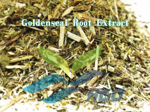 HGO Fournisseur direct d'usine d'extrait de racine de Sceau d'or naturel Hydrastis canadensis, qualité alimentaire, spécification 10:1 - Product Image 2