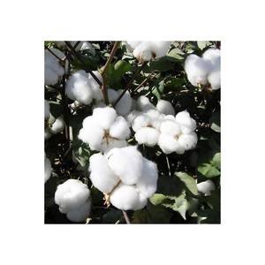 High Quality Indian Natural <b>Raw</b> <b>Cotton</b> Bulk Orders At the Latest Discounted Rates - Product Image 6