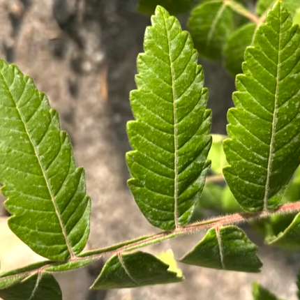 Organic Vegan Wild Sicily Italy Sumac Leaves Powder 100% Pure Green Raw AD Drying Process for Infusion Redess 4 Year Shelf Life