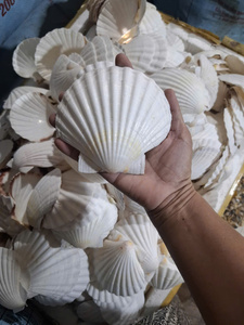 หอยเชลล์ขายส่ง มีทั้งแบบธรรมชาติและแบบขัดเงา - Product Image 6