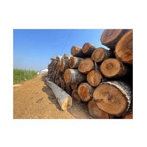 Gỗ tròn Meranti cho bột giấy và giấy-Tẩy trắng và chưa tẩy trắng - Product Image 4