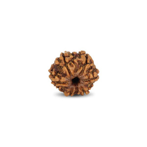Perles en bois de Rudraksha de 2,66 carats, produit de qualité supérieure - Product Image 2
