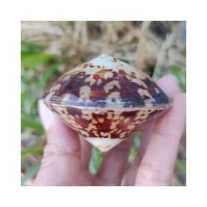 หอยทาก limpet ขัดขนาด5-7ซม. มีในสต็อก