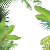FEUILLE DE BANANE FRAIS, FEUILLES DE BANANE VERTES DE L'INDE