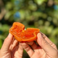 Dattes séchées sucrées et délicieuses, prix de gros compétitif, dattes séchées, collation saine à vendre