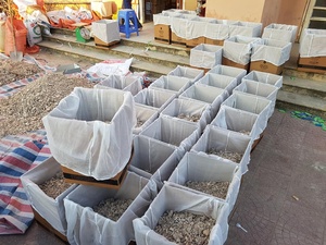 New Arrival Dried Benzoin Siam Resin and Resiniod Benzoin Resin <b>Gum</b> for Perfume Uses for Sale - Product Image 5