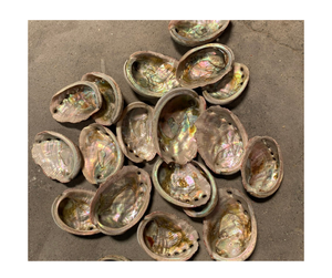 Meilleur choix de coquilles d'ormeau brillantes pour la conception, la décoration en grande quantité prête à expédier-coquilles d'ormeau crues avec une brillance époustouflante - Product Image 1