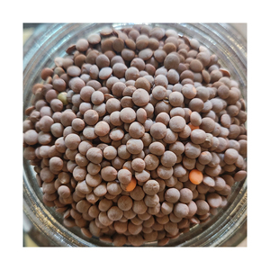 ถั่วเลนทิลสีน้ำตาลคุณภาพสูง พร้อมสำหรับการส่งออกเพื่อการค้าเกรดส่งออก - Product Image 5