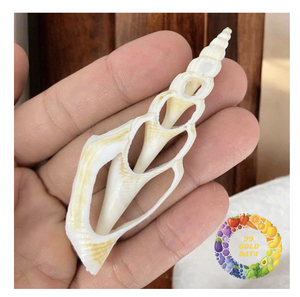 Coquillages en spirale en vrac du Vietnam pour les décorations d'artisanat créatif - Product Image 1