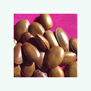 Semillas de Guanábana natural disponibles para exportación a granel y al por mayor - Product Image 1