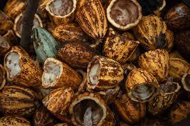 Polvo de Nuez de Anacardo de Grado Alimenticio, Leche de Cacao con Cáscara de Anacardo Natural Pura, Suministro de Fábrica - Product Image 6