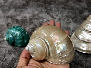 Venta caliente Shell natural de Vietnam Artesanía Tallada Seashell Decoración Limpiado Pulido en Amor Animal Estilo Recuerdo - Product Image 2