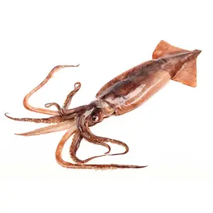 Lulas Congeladas Sea Caught Seafood Exportação IQF A Granel 1 kg/bag Rodada Inteira Congelada Illex Squid Preço